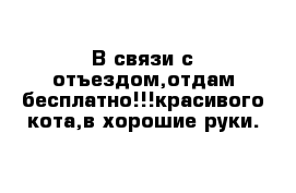 В связи с отъездом,отдам бесплатно!!!красивого кота,в хорошие руки.